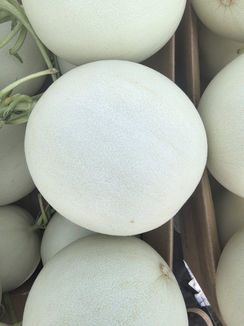 玉菇香瓜。