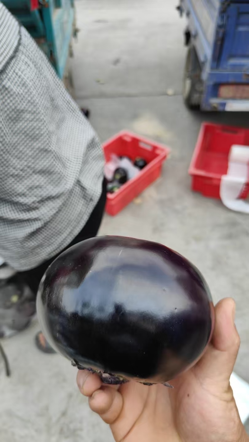 紫光圆茄大量上市，价格美丽，保质保量，河南焦作产地直发
