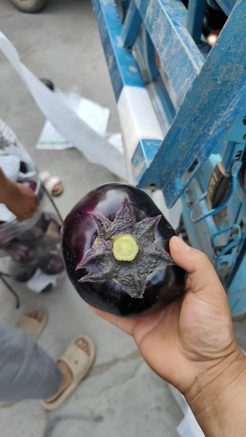 紫光圆茄大量上市，价格美丽，保质保量，河南焦作产地直发
