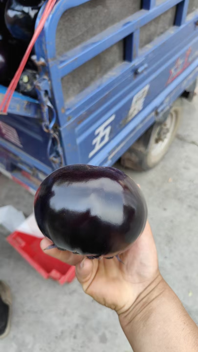 紫光圆茄大量上市，价格美丽，保质保量，河南焦作产地直发