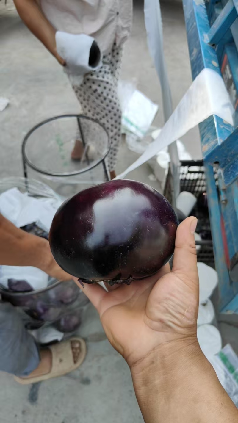 紫光圆茄大量上市，价格美丽，保质保量，河南焦作产地直发