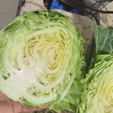 甘蓝，新标75