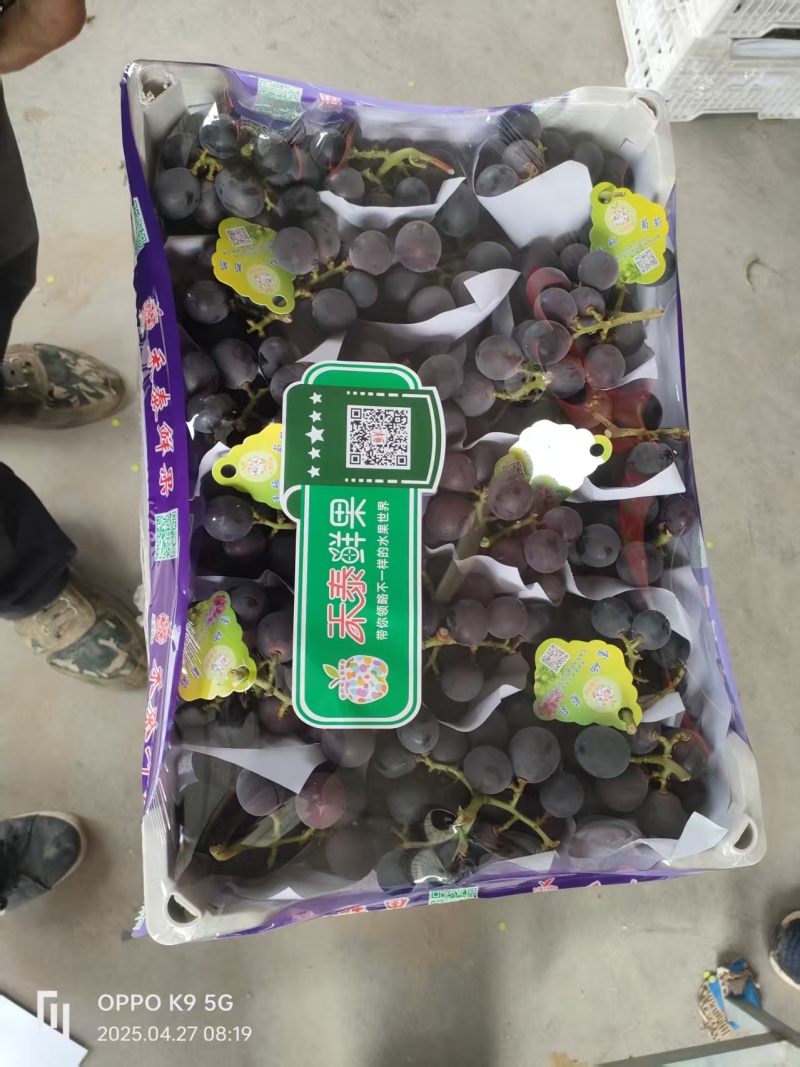【精品】精品巨峰葡萄新鲜采摘皮薄多汁新鲜应季水果