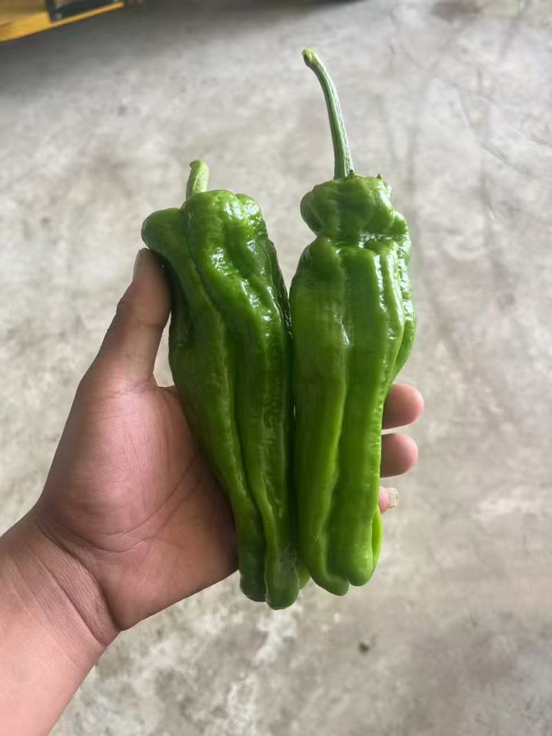 精品薄皮椒大量上市品质保证量大从优一手货源