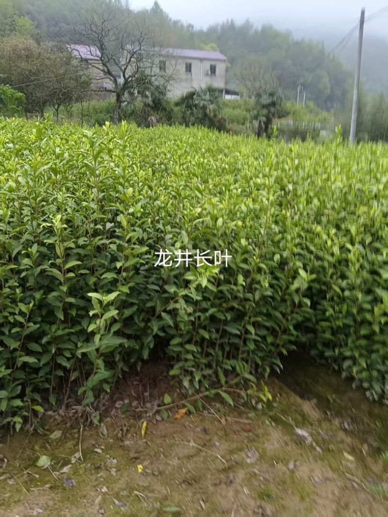 龙井长叶茶苗，潜内长势好，病害少耐低温弱光根丝好，成活率