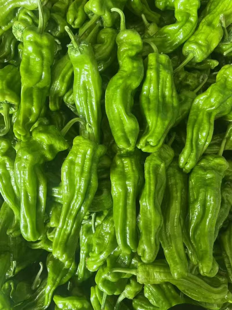 精品薄皮椒大量上市品质保证量大从优一手货源