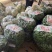 金乡辣妹子辣椒大量上市品质保证量大从优一手货源