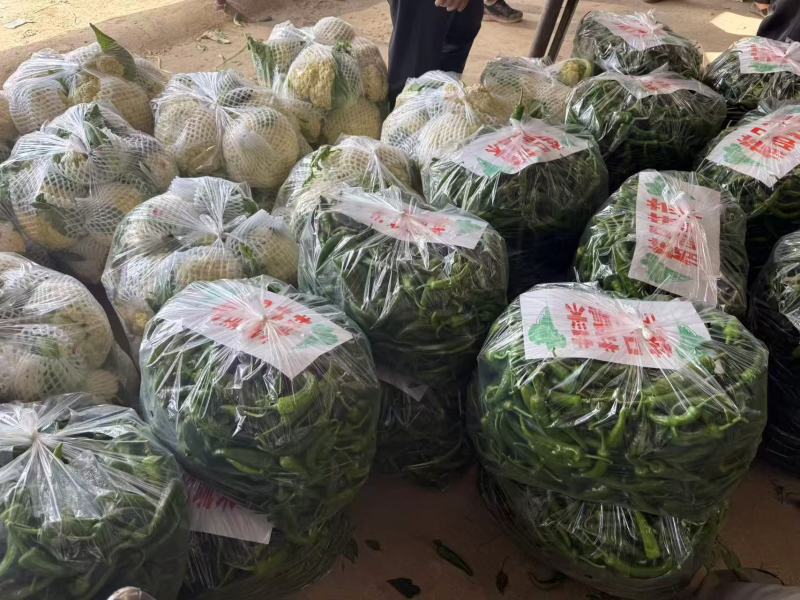 金乡辣妹子辣椒大量上市品质保证量大从优一手货源