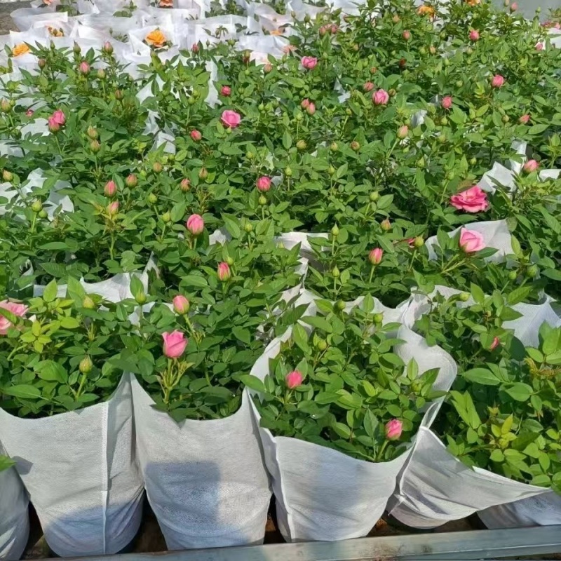 精品无纺布盆栽花套袋鲜花套袋全国发货量大价优欢迎