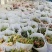 精品无纺布盆栽花套袋鲜花套袋全国发货量大价优欢迎