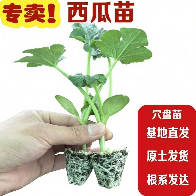 西瓜秧苗穴盘苗发货根系发达易成活抗病害高产苗