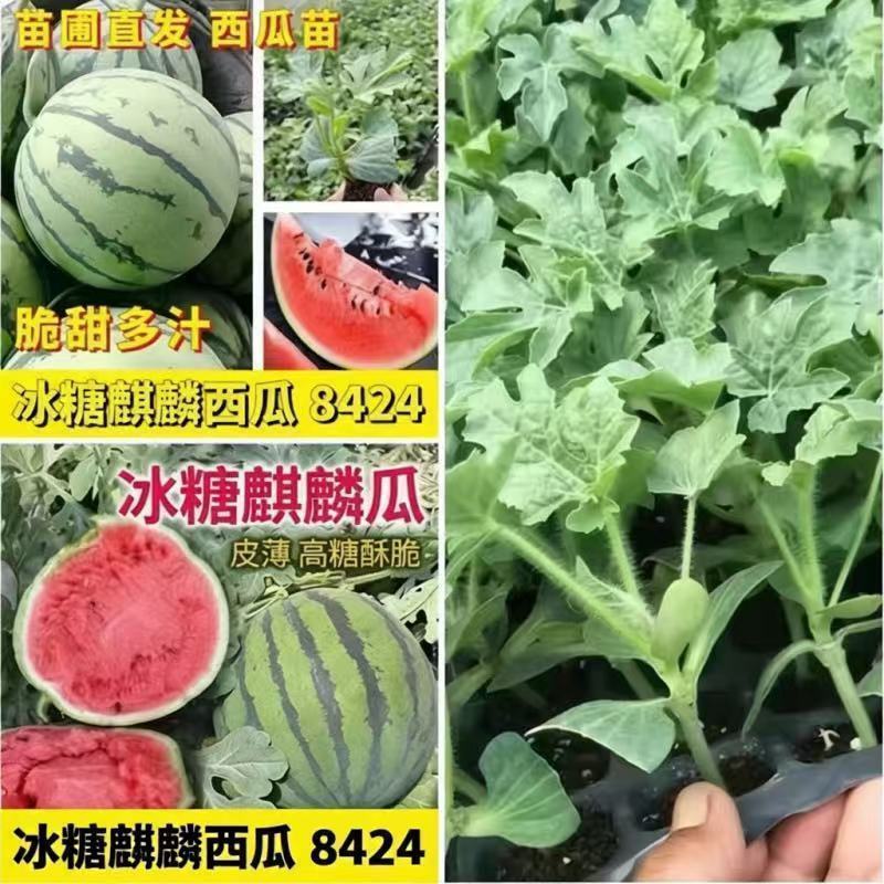西瓜秧苗穴盘苗发货根系发达易成活抗病害高产苗