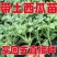 西瓜秧苗穴盘苗发货根系发达易成活抗病害高产苗