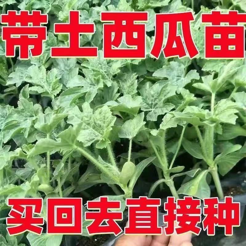 西瓜秧苗穴盘苗发货根系发达易成活抗病害高产苗