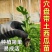 西瓜秧苗穴盘苗发货根系发达易成活抗病害高产苗