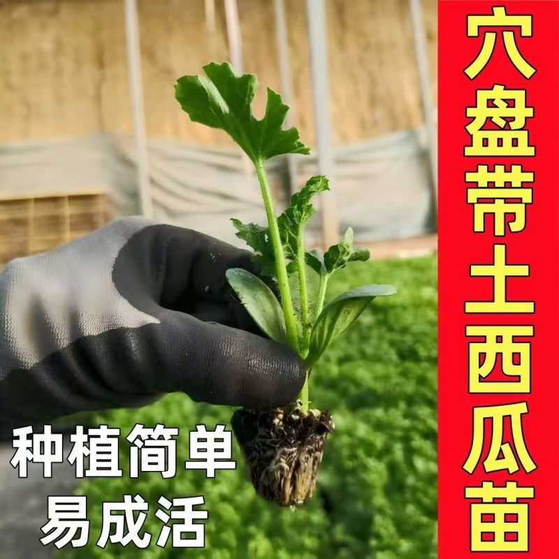 西瓜秧苗穴盘苗发货根系发达易成活抗病害高产苗