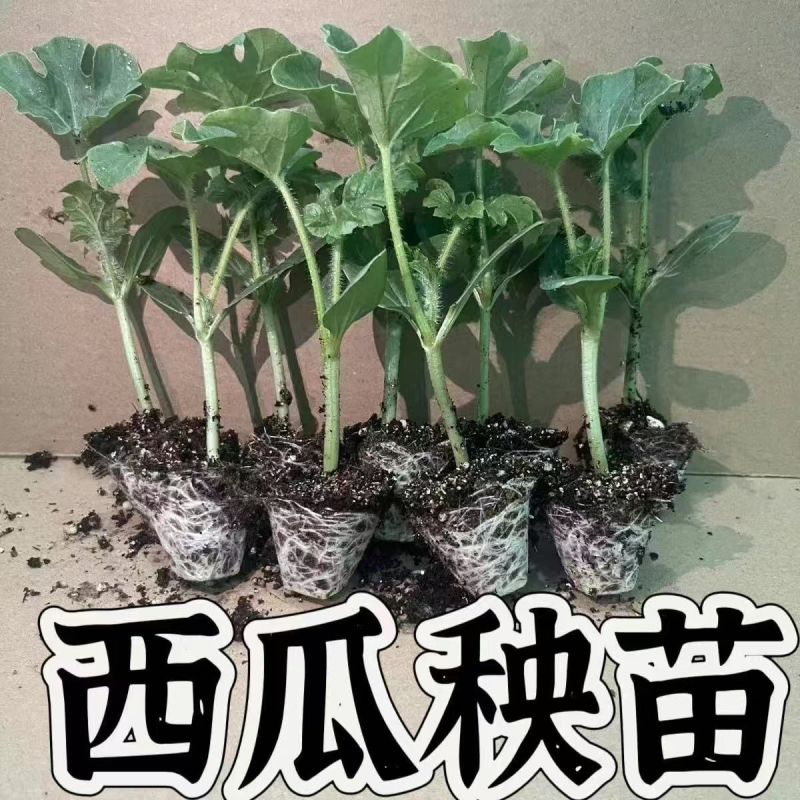 西瓜秧苗穴盘苗发货根系发达易成活抗病害高产苗