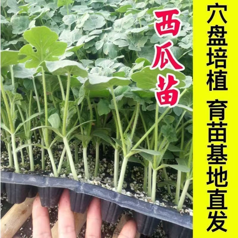 西瓜秧苗穴盘苗发货根系发达易成活抗病害高产苗
