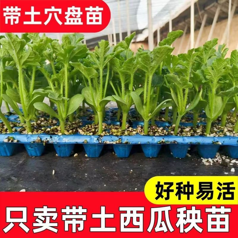西瓜秧苗穴盘苗发货根系发达易成活抗病害高产苗