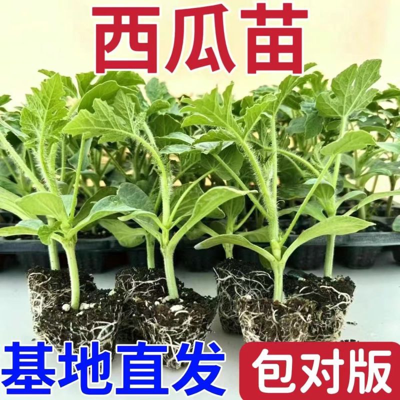 西瓜秧苗穴盘苗发货根系发达易成活抗病害高产苗