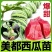 西瓜秧苗穴盘苗发货根系发达易成活抗病害高产苗