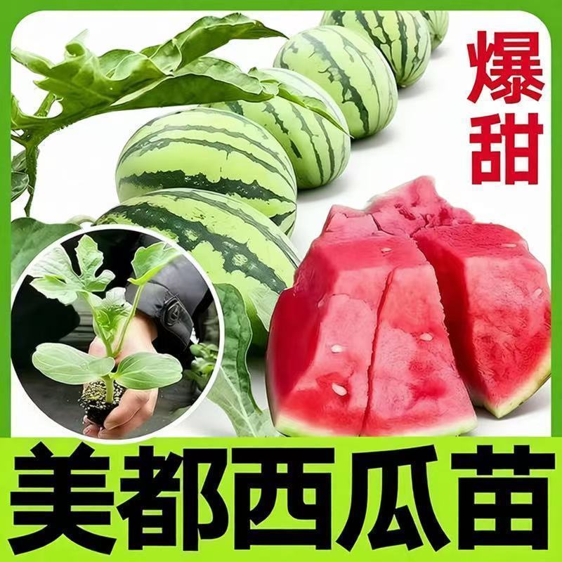 西瓜秧苗穴盘苗发货根系发达易成活抗病害高产苗