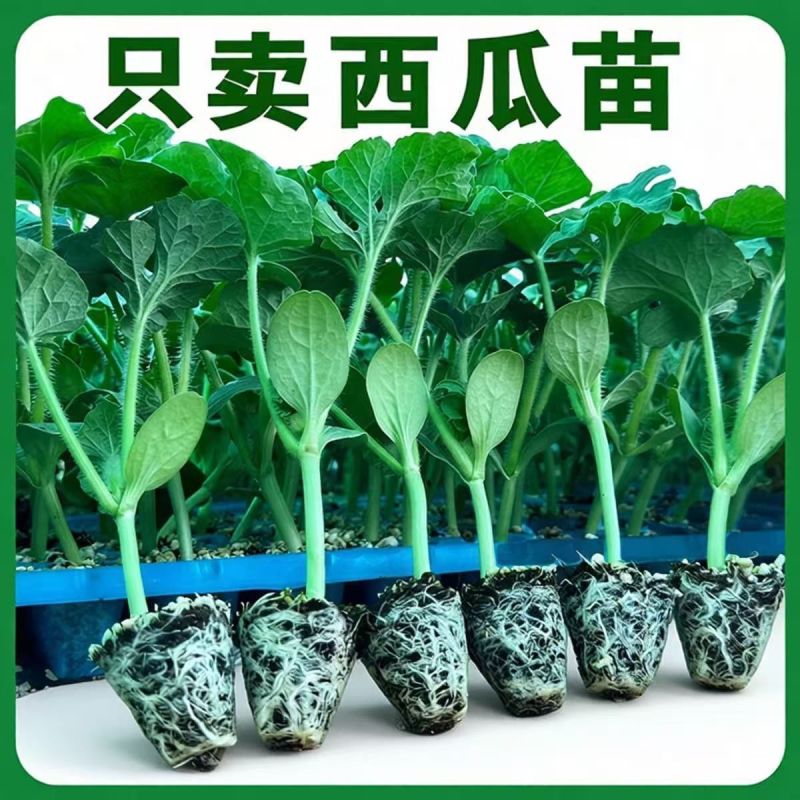 西瓜秧苗穴盘苗发货根系发达易成活抗病害高产苗