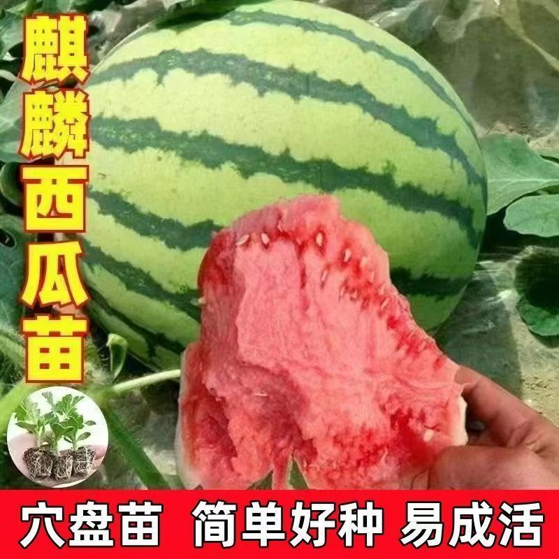西瓜秧苗穴盘苗发货根系发达易成活抗病害高产苗
