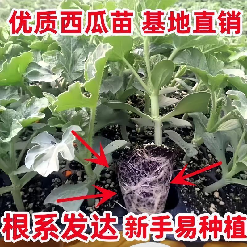 西瓜秧苗穴盘苗发货根系发达易成活抗病害高产苗