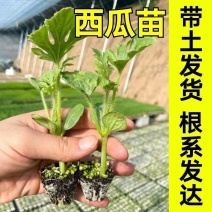 西瓜秧苗穴盘苗发货根系发达易成活抗病害高产苗