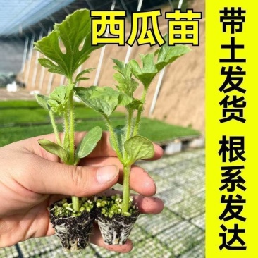 西瓜秧苗穴盘苗发货根系发达易成活抗病害高产苗