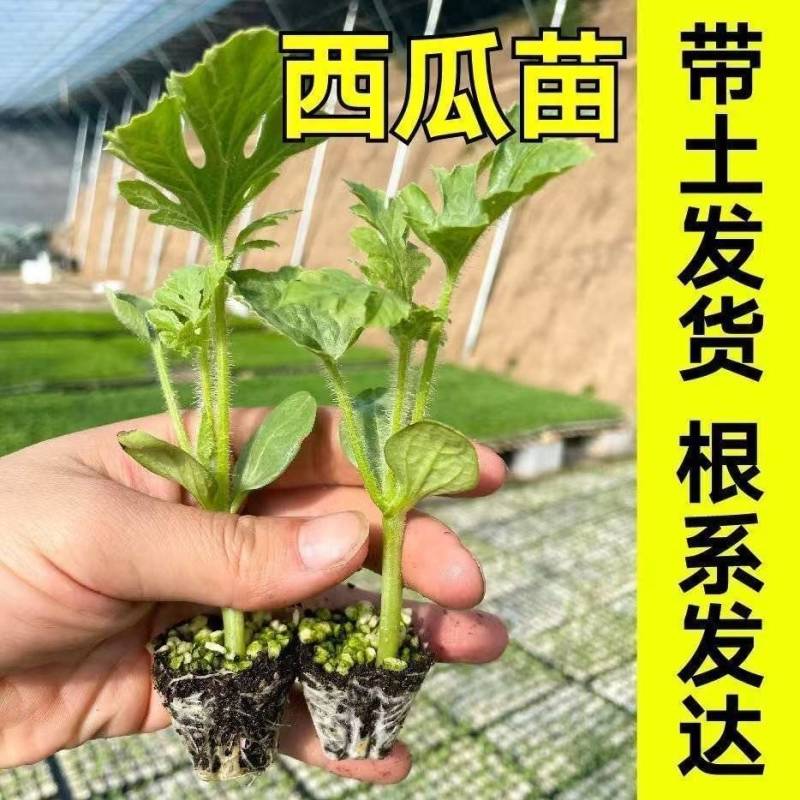 西瓜秧苗穴盘苗发货根系发达易成活抗病害高产苗