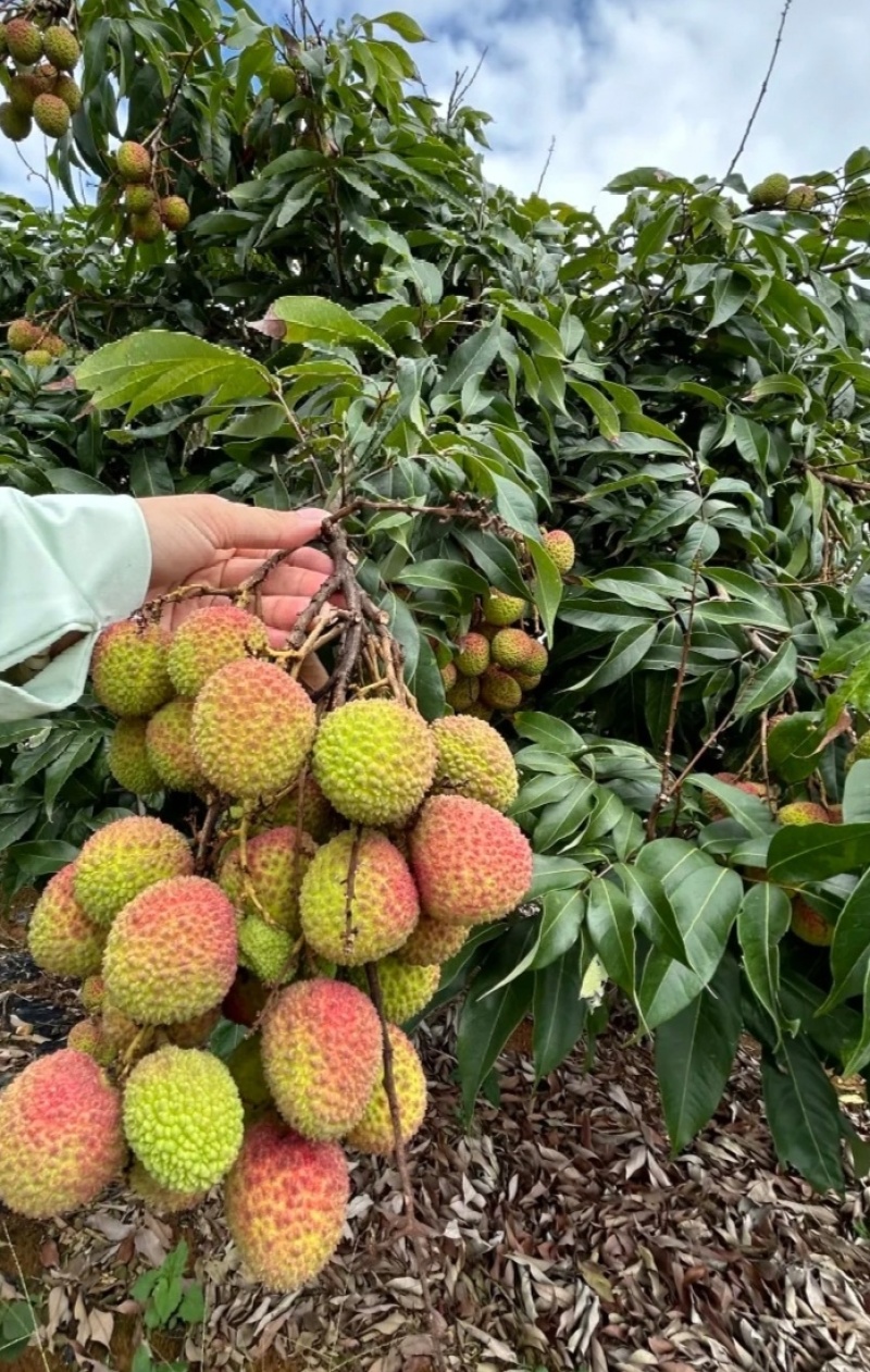 推荐荔枝妃子笑荔枝基地一手货源货源充足供全国商超