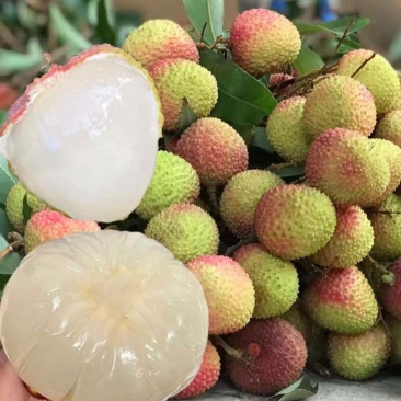 推荐荔枝妃子笑荔枝基地一手货源货源充足供全国商超