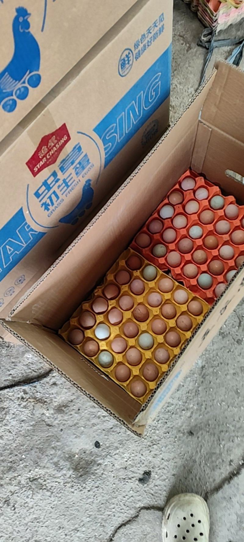 【精品鸡蛋】散养土鸡蛋包邮送货上门，现捡现发量大可议价