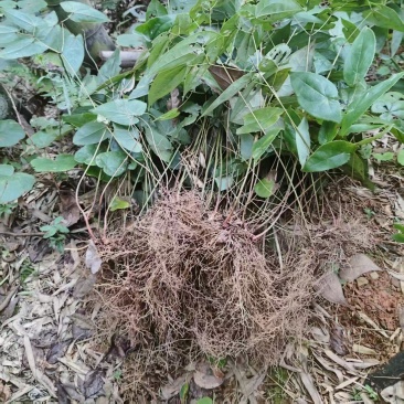 高产量下山剑叶淫羊藿三枝九叶草种苗