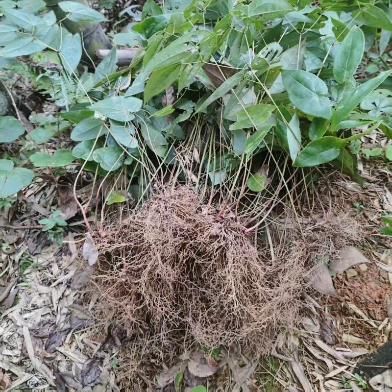 高产量下山剑叶淫羊藿三枝九叶草种苗