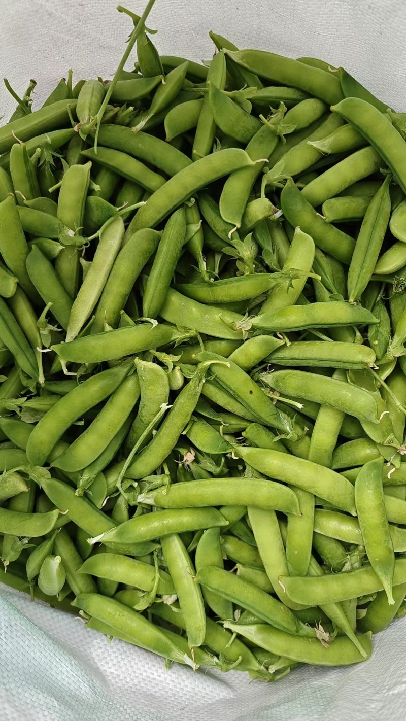 大量豌豆荚