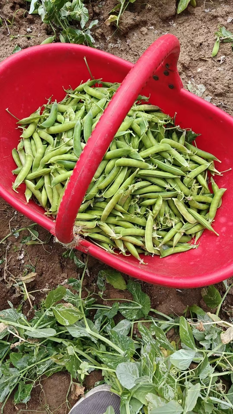 大量豌豆荚