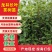 龙井长叶茶苗，潜内长势好，病害少耐低温弱光根丝好，成活率