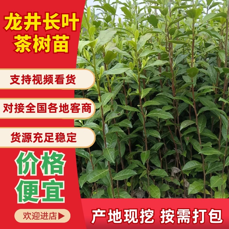 龙井长叶茶苗，潜内长势好，病害少耐低温弱光根丝好，成活率