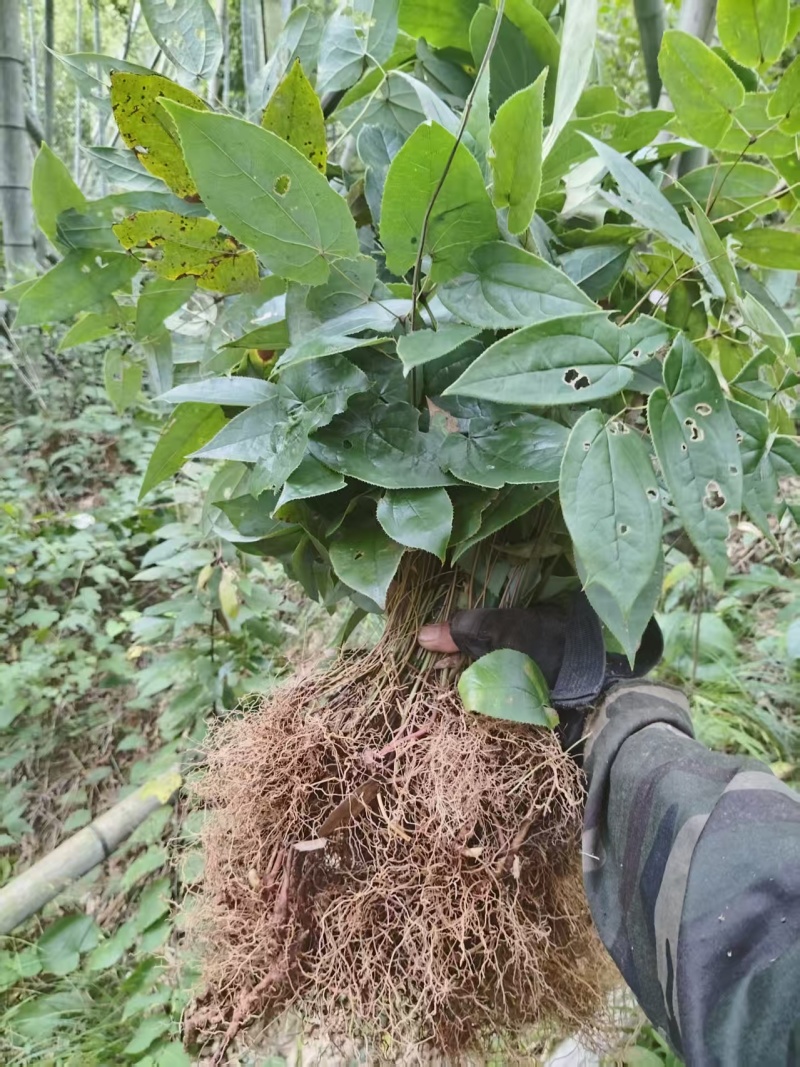高产量下山剑叶淫羊藿三枝九叶草种苗