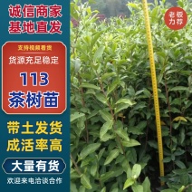 茶树苗113产地直发自家种植诚信第一欢迎来电合作