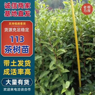 茶树苗113产地直发自家种植诚信第一欢迎来电合作