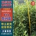茶树苗113产地直发自家种植诚信第一欢迎来电合作