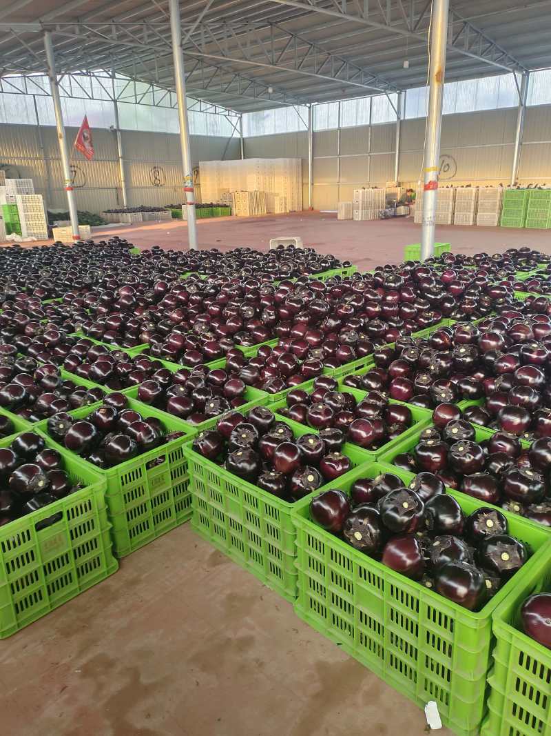 山东紫光圆茄新鲜上市价格美丽对接全国价格优惠质量好走货快