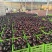 山东紫光圆茄新鲜上市价格美丽对接全国价格优惠质量好走货快