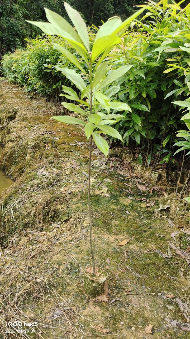 木荷种苗/木荷苗