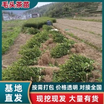 茶树苗，浙江毛头茶，是通过精心筛选培育而成他叶绿鲜亮，