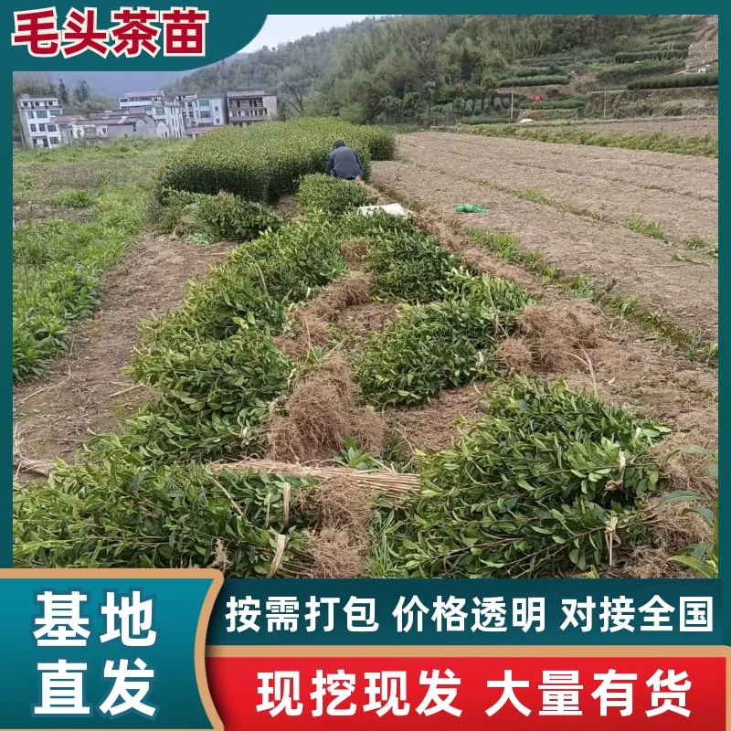 茶树苗，浙江毛头茶，是通过精心筛选培育而成他叶绿鲜亮，